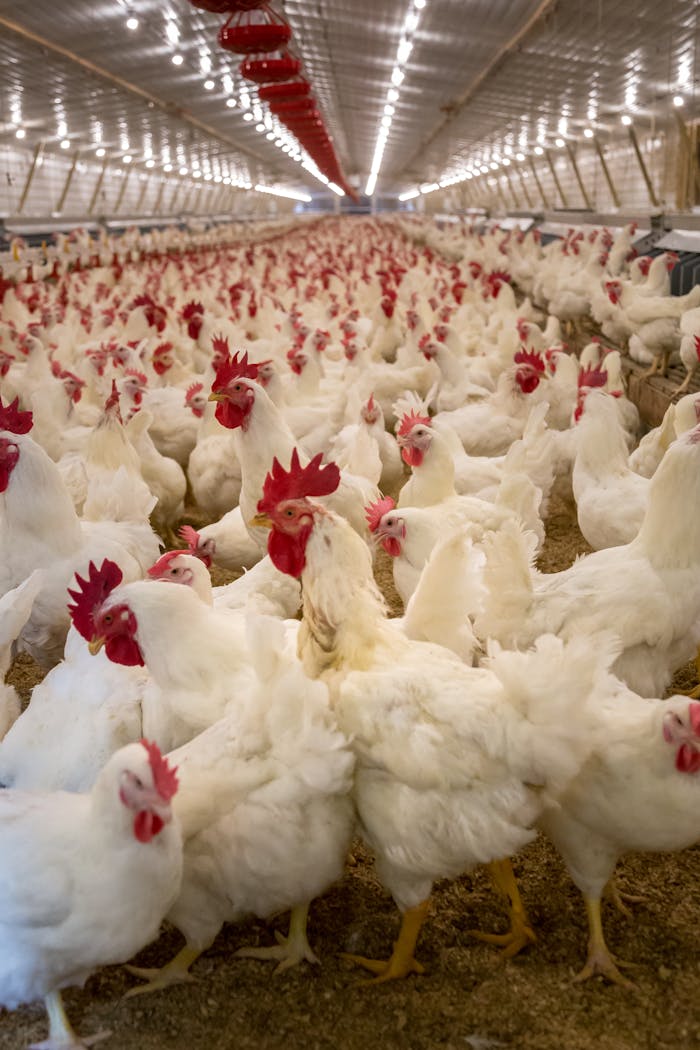 Interior view of a large poultry farm with numerous white chickens under artificial lighting.